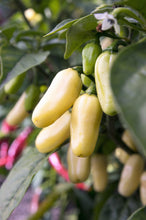 Load image into Gallery viewer, Pepper, Habanero White