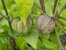 Load image into Gallery viewer, Tomatillo, Purple