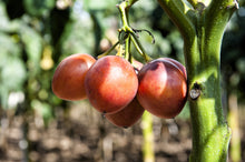 Load image into Gallery viewer, TAMARILLO, Tree Tomato Seeds