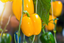 Load image into Gallery viewer, Pepper, Golden California Wonder