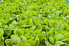 Load image into Gallery viewer, Lettuce, Buttercrunch