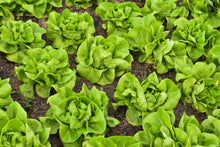Load image into Gallery viewer, Lettuce, Bibb
