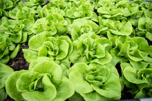 Load image into Gallery viewer, Lettuce, White Boston