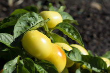 Load image into Gallery viewer, Pepper, Alma Paprika