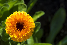 Load image into Gallery viewer, Marigold, Pacific Beauty