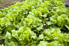 Load image into Gallery viewer, Lettuce, Buttercrunch