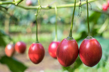 Load image into Gallery viewer, TAMARILLO, Tree Tomato Seeds