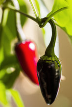 Load image into Gallery viewer, Pepper, Black Hungarian