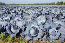 Load image into Gallery viewer, Cabbage, Red Acre