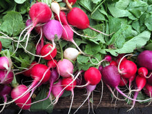 Load image into Gallery viewer, Radish, Easter Egg