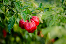 Load image into Gallery viewer, Pepper, Jamaican Hot Red