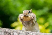 Load image into Gallery viewer, Peanut, Jumbo Virginia