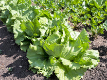 Load image into Gallery viewer, Lettuce, Iceberg