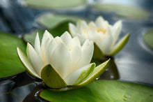 Load image into Gallery viewer, Water Lily, White