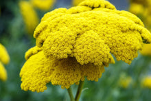 Load image into Gallery viewer, Yarrow, Golden