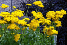 Load image into Gallery viewer, Yarrow, Golden