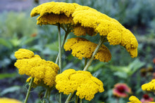 Load image into Gallery viewer, Yarrow, Golden