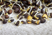 Load image into Gallery viewer, Lentil, Black