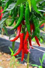 Load image into Gallery viewer, Pepper, Korean Dark Green