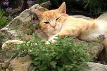 Load image into Gallery viewer, Catnip, Lemony