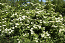Load image into Gallery viewer, Elderberry, American
