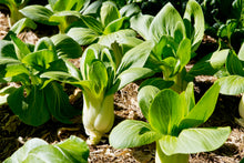 Load image into Gallery viewer, Pak Choi, Canton
