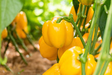 Load image into Gallery viewer, Pepper, Canary Bell Sweet
