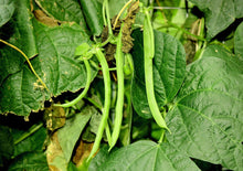 Load image into Gallery viewer, Bean, Kentucky Wonder Pole