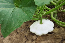 Load image into Gallery viewer, Squash, White Bush Scallop