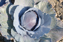 Load image into Gallery viewer, Cabbage, Red Acre