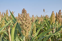 Load image into Gallery viewer, Sorghum, White Popping