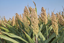 Load image into Gallery viewer, Sorghum, White Popping