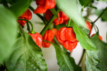 Load image into Gallery viewer, Pepper, Carolina Reaper