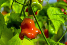 Load image into Gallery viewer, Pepper, Cambuci