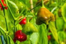 Load image into Gallery viewer, Pepper, Cambuci