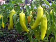 Load image into Gallery viewer, Pepper, Banana Sweet