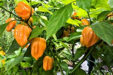 Load image into Gallery viewer, Pepper, Habanero Orange