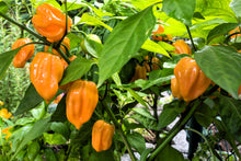 Load image into Gallery viewer, Pepper, Habanero Mix