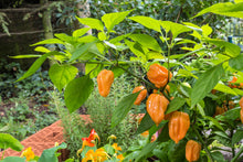 Load image into Gallery viewer, Pepper, Habanero Orange