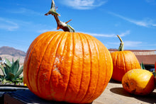 Load image into Gallery viewer, Pumpkin, Big Max