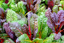 Load image into Gallery viewer, Swiss Chard, Northern Lights