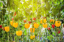 Load image into Gallery viewer, Pepper, Golden California Wonder