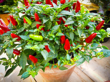 Load image into Gallery viewer, Pepper, Tabasco