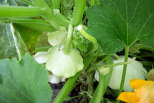 Load image into Gallery viewer, Squash, White Bush Scallop