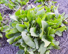 Load image into Gallery viewer, Sorrel, Large Leaf