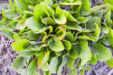 Load image into Gallery viewer, Sorrel, Large Leaf
