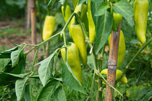 Load image into Gallery viewer, Pepper, Banana Sweet