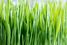 Load image into Gallery viewer, Barley, Common