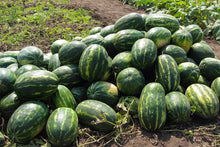 Load image into Gallery viewer, Watermelon, Cal Sweet Supreme