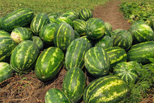 Load image into Gallery viewer, Watermelon, Cal Sweet Supreme